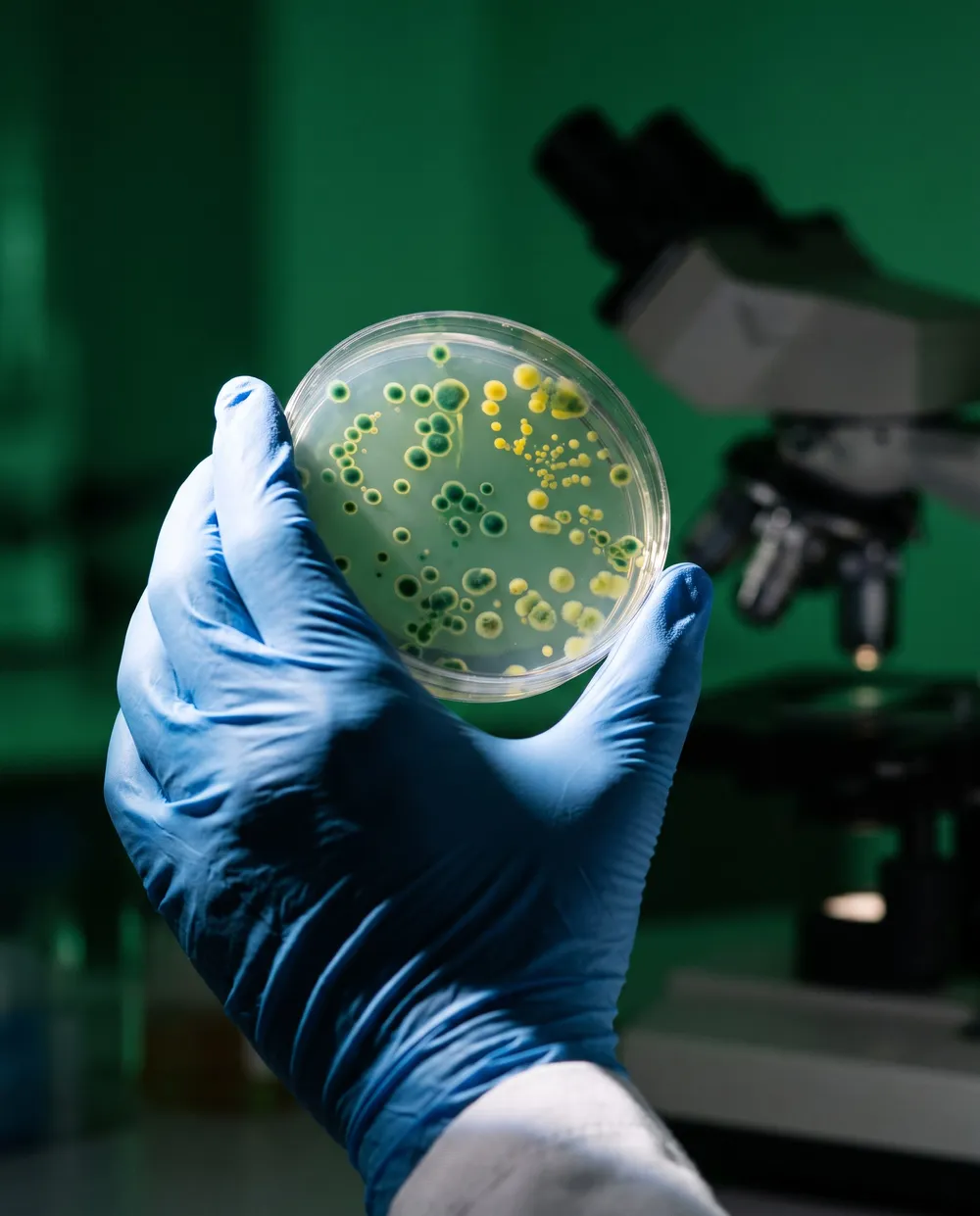 A researcher testing a plant sample in the laboratory