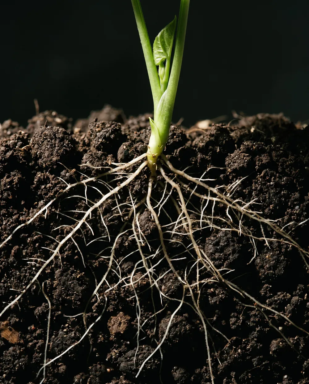 Seedlings emerging from dark soil