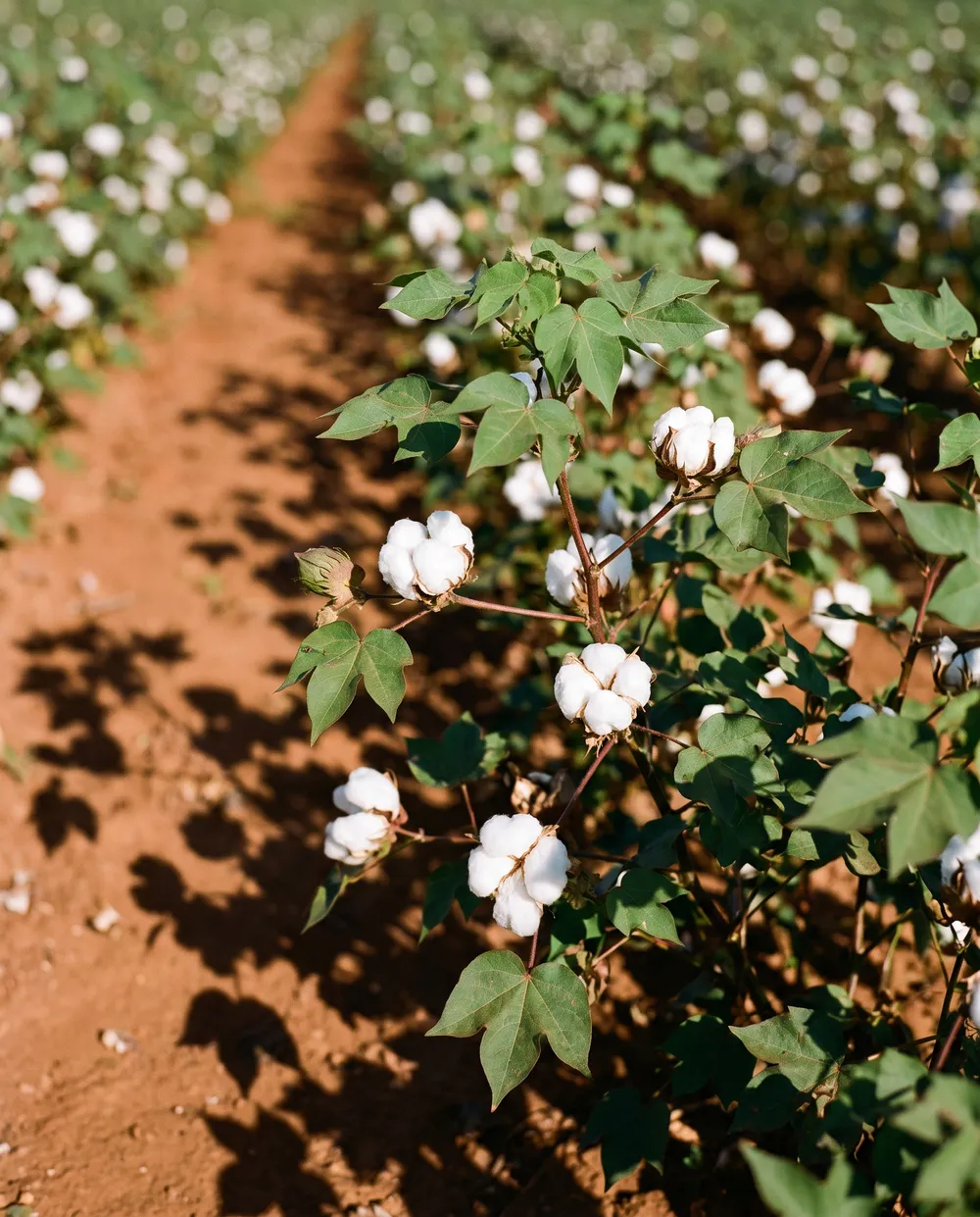 Cotton crop