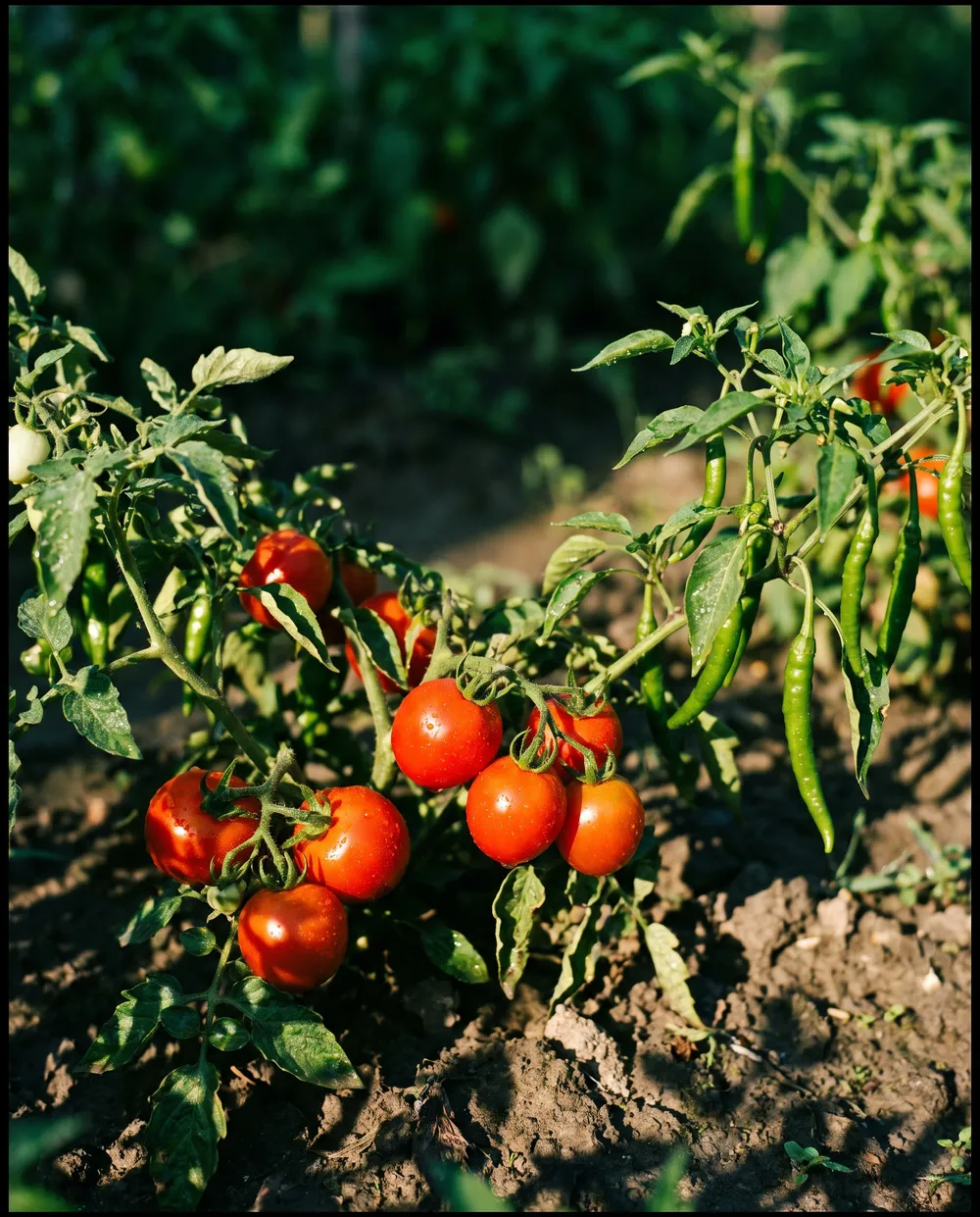 Vegetables and Fruits crop