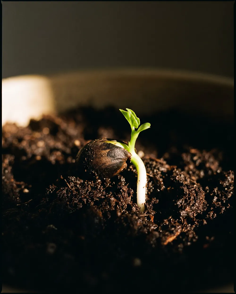 Seedlings emerging from dark soil